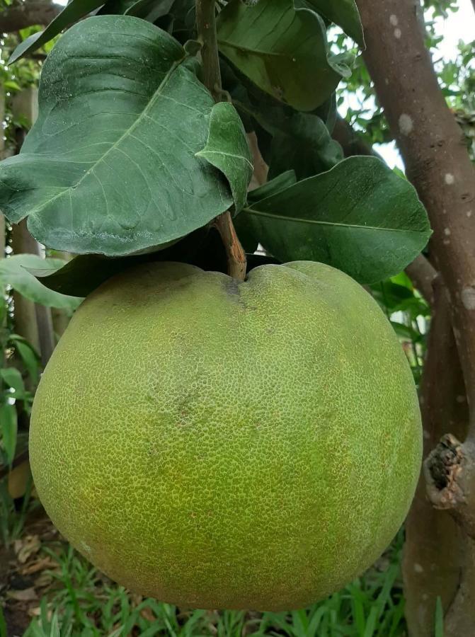 Green Grapefruit Villa Hoi An Dış mekan fotoğraf